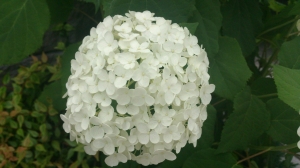 ◆◇◆　純白の紫陽花